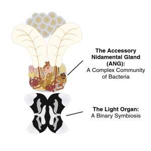 A cartoon depicting the two symbiotic organs in the squid. The ANG is on top, a dense network of tubules. The light organ is on the bottom