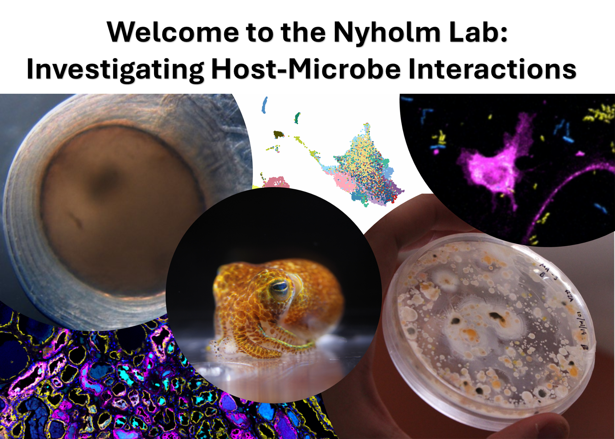 A banner for the lab. It reads "Welcome to the Nyholm Lab: Investigating Host-Microbe Interactions. It includes a picture of a bobtail squid in the middle, surrounded by images of a squid egg, a dot plot, an image of a hemocyte, a plate full of bacterial colonies and a bright image of ANG tubules.